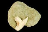 Fossil Shark (Physogaleus) Tooth - Bakersfield, CA #144458-1